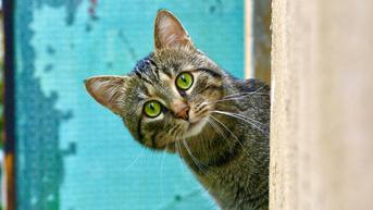 Hari Kucing Sedunia, Ini 5 Alasan Kucing Berperilaku Lucu Kepadamu