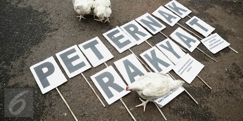 20160301-Gelar Aksi Demo, Pengunjuk Rasa Bawa 1 Truk Ayam Ternak