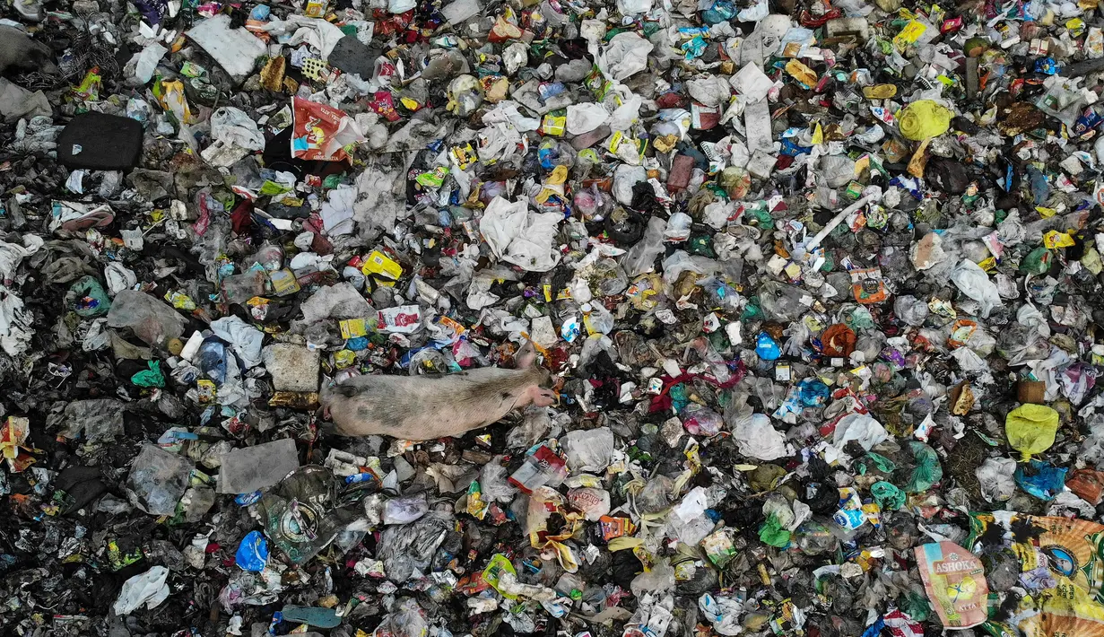 Pandangan udara menunjukkan seekor babi memakan sampah di saluran pembuangan air limbah yang dipenuhi sampah di lingkungan berpenghasilan rendah di New Delhi, India (4/10/2019). (AFP Photo/Noemi Cassanelli)