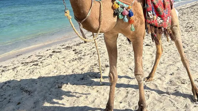 Potret Cantik Lala, Putri Logina Salah Miss Universe Mesir 2024 yang Juga Sudah Jadi Model. (instagram/lala_star2015)