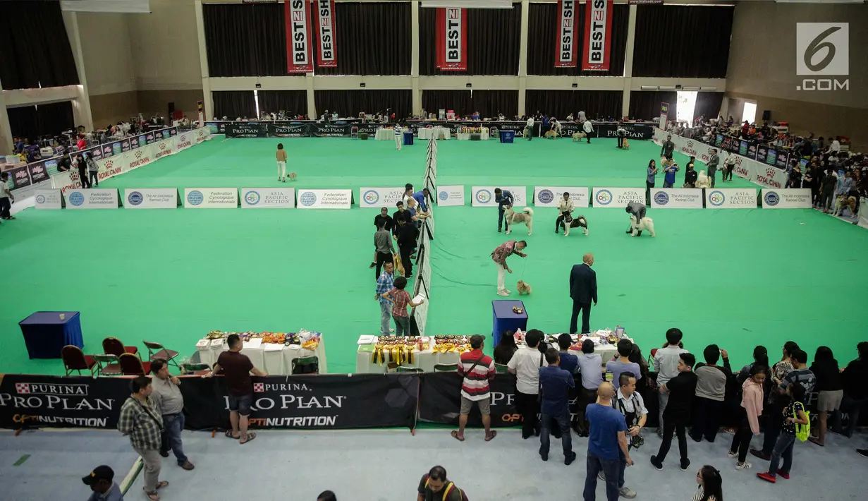 Suasana kontes anjing "CAC International Dog Show 2018" yang digelar di Ecovention, Ancol, Jakarta, Minggu (4/2). Kontes anjing ini mempertandingkan sepuluh grup dengan kriteria anatomi tubuh, postur tubuh, dan cara jalan. (Liputan6.com/Faizal Fanani)