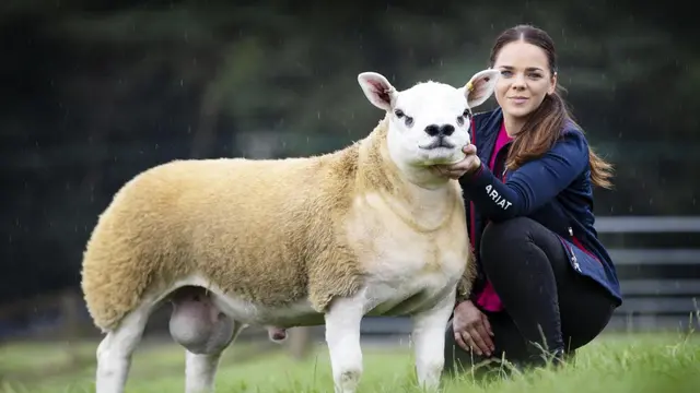 Menyandang Predikat Domba Termahal di Dunia, Double Diamond Terjual Senilai Rp 7,2 M. (The Scottish Farmer)