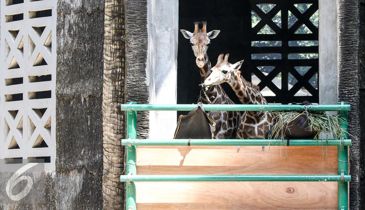 Sepasang jerapah bernama Dirgah dan Ayuri 70 resmi menjadi penghuni Kebun Binatang Ragunan, Jakarta, Selasa (18/8/2015). Ragunan kini memiliki sepasang jerapah hasil hibah dari Kebun Binatang Taronga Zoo, Sidney, Australia. (Liputan6.com/Yoppy Renato)