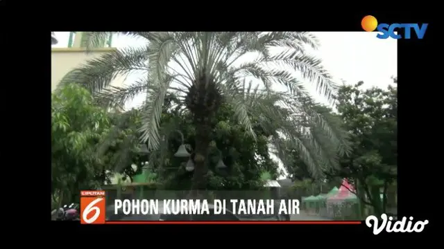 Pohon kurma yang jarang bisa tumbuh di Indonesia ternyata bisa tumbuh di Masjid Agung Al-Barkah, Bekasi, Jawa Barat.