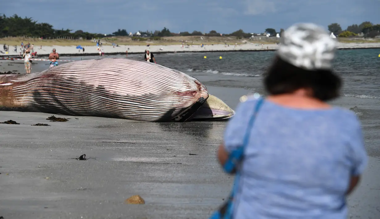 Orang-orang melihat bangkai paus sirip di pantai di Penmarc'h, Prancis barat pada Selasa (13/8/2019). Paus sepanjang 13 meter yang terdampar setelah mati di laut tersebut merupakan mamalia terbesar kedua di dunia. (Photo by Fred TANNEAU / AFP)
