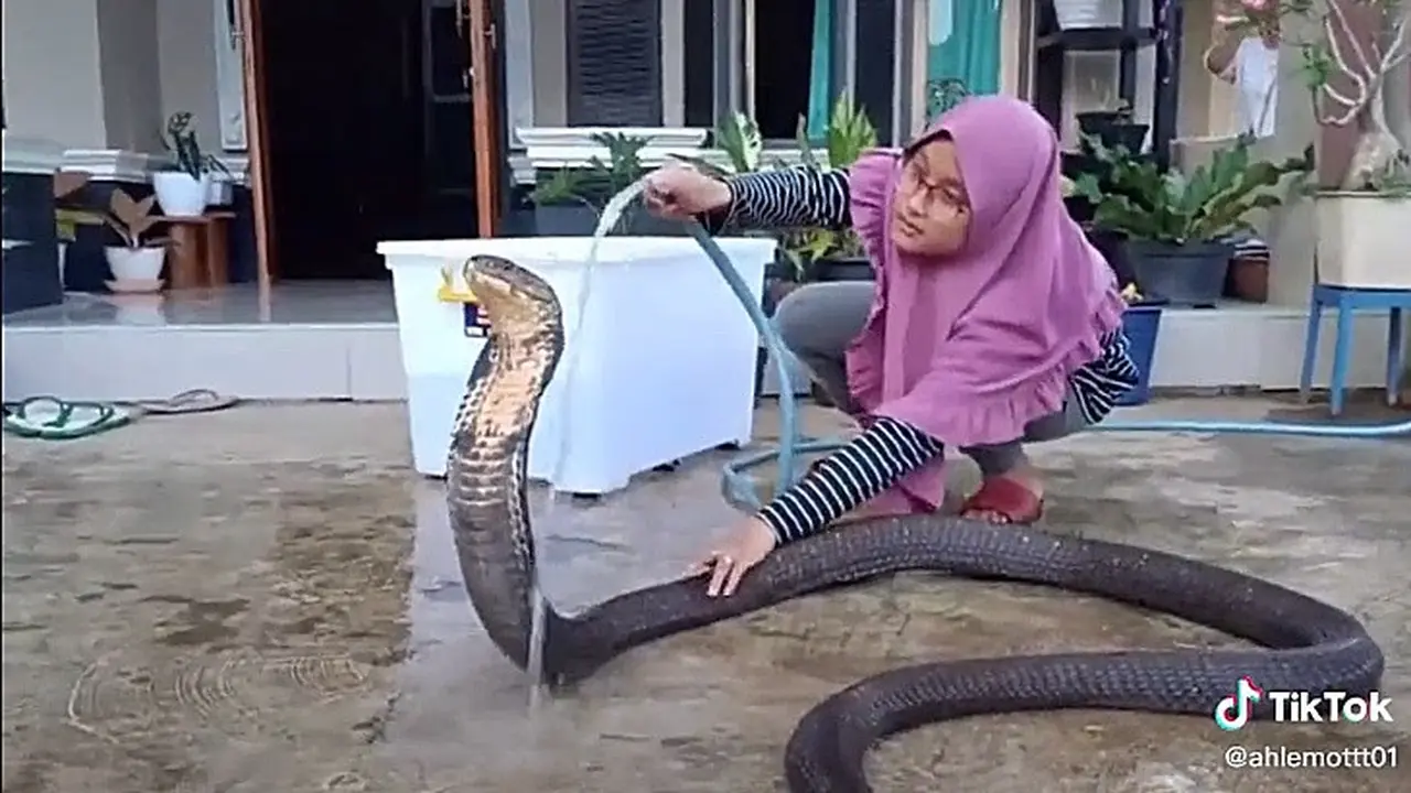 Viral Video Perempuan Mandikan Ular Kobra Ini Bikin Bergidik