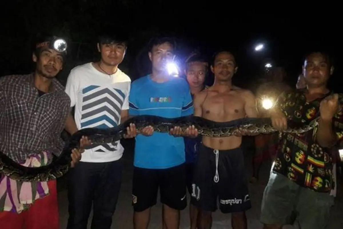 Mengganas, Ular Piton 4 Meter Melawan 8 Pria Penangkapnya