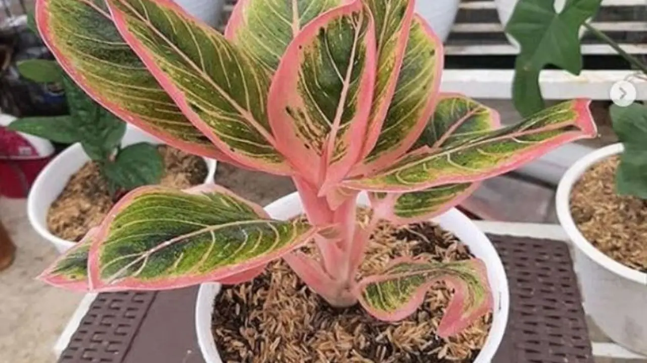 6 Cara Merawat Aglaonema, Tanaman Hias yang Lagi Hits