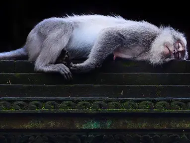 Monyet ekor panjang tidur di Sacred Monkey Forest atau yang lebih dikenal dengan Monkey Forest di Ubud, Bali pada 16 November 2018. Keunikan hutan ini adalah terdapatnya ratusan Kera Bali ekor panjang yang bebas berkeliaran di alam. (GABRIEL BOUYS/AFP)