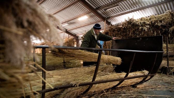 Seorang pekerja menyiapkan bundel buluh untuk diekspor di Desa Jagodno, dekat Elblag, Polandia utara, 19 Februari 2021. Setelah diproses, buluh digunakan untuk atap di Polandia, Denmark, Belanda, dan Jerman. (MATEUSZ SLODKOWSKI/AFP)