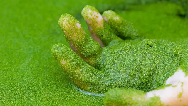 Wolffia (sumber: ruduckweed)