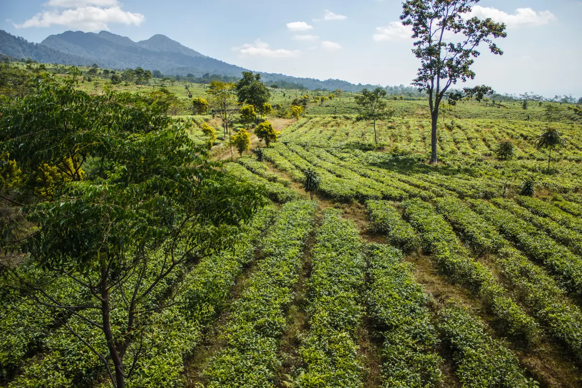 Kebun Ciater