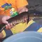 Cara Memasak Ikan Gabus agar Nutrisi Terjaga