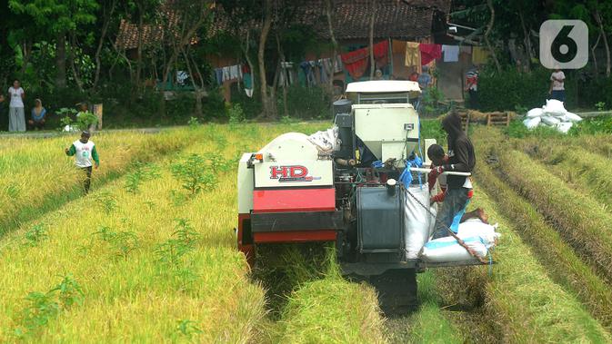Petani memanen padi jenis IR 54 menggunakan mesin produk China di Galuh, Kulon Progo, Yogyakarta, Kamis (2/2/2020). Mesin yang disewa seharga Rp 500 ribu untuk memanen padi seluas 1.400 meter persegi itu mengefisienkan waktu, tenaga, dan modal dibandingkan tenaga manusia. (merdeka.com/Arie Basuki)