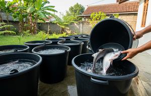 Budidaya Patin Modal Kecil Pakai Ember (Foto: Gemini AI)