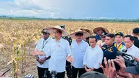 Presiden Joko Widodo atau Jokowi meninjau langsung ladang jagung yang ada di kawasan food estate, Desa Wambes, Kecamatan Mannem, Kabupaten Keerom, Provinsi Papua, Kamis (6/7/2023). (Foto: Laily Rachev - Biro Pers Sekretariat Presiden)