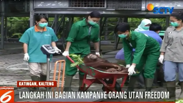 BKSDA Kalimantan Tengah dan Yayasan Borneo Orangutan Survival BOSF Nyaru Menteng, kembali melepasliarkan empat satwa orangutan ke Taman Nasional Bukit Baka Bukit Raya.