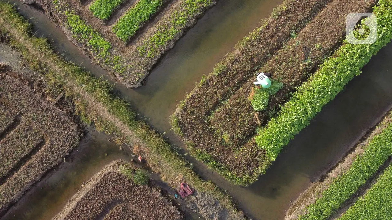 FOTO: Aktivitas Petani Lahan Garapan di Utara Jakarta