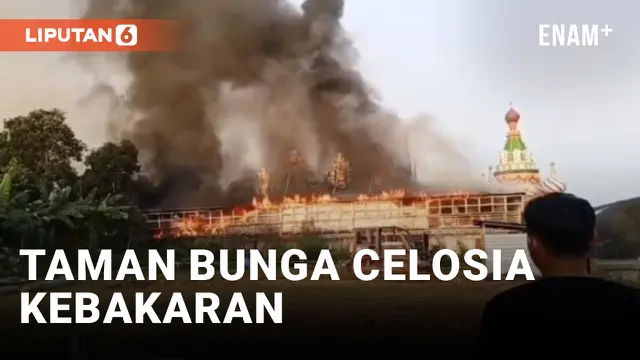 Kerugian Kebakaran Taman Bunga Celosia hingga Miliaran Rupiah