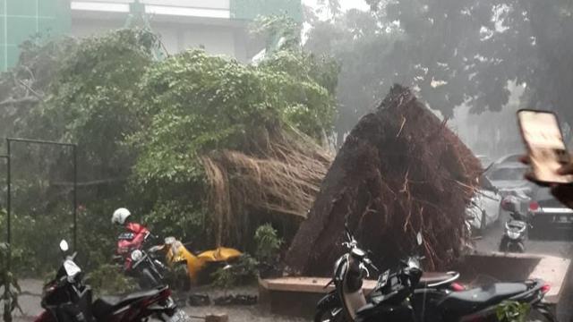 Hujan deras disertai angin kencang menyebabkan pohon tumbang di beberapa titik di Kota Bogor, Jawa Barat, Selasa sore (11/10/2022).