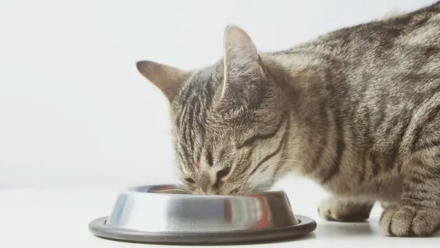 Ilustrasi Kucing/Shutterstock.
