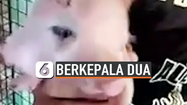 VIDEO: Babi Berkepala Dua dengan Tiga Mata Lahir di Filipina