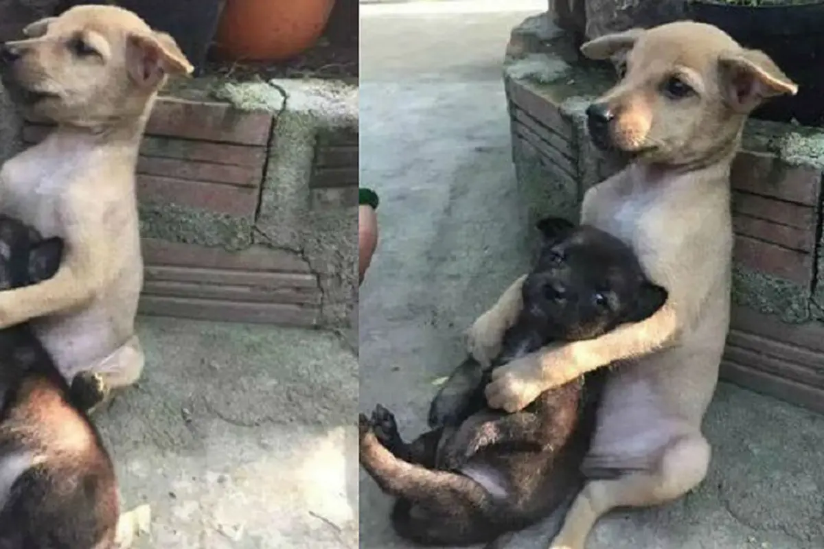 [Bintang] Anjing 