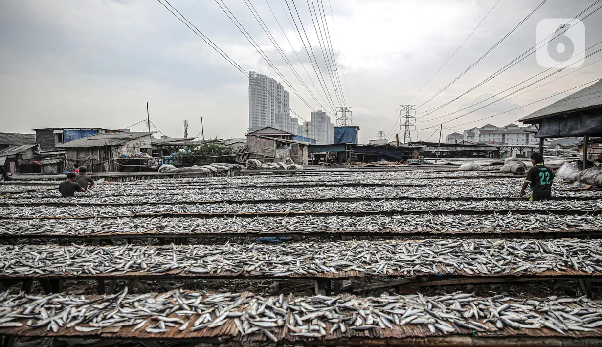 Pekerja menjemur ikan saat proses pengasinan di kawasan Muara Angke, Jakarta, Senin (26/12/2022). Nelayan mengaku produksi ikan asin di muara angke mengalami penurunan, disebabkan terhambatnya proses pengeringan di musim hujan. (Liputan6.com/Faizal Fanani)