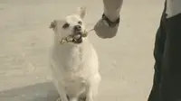 Begini Aksi Cerdas Anjing Saat Bantu Sang Pemilik