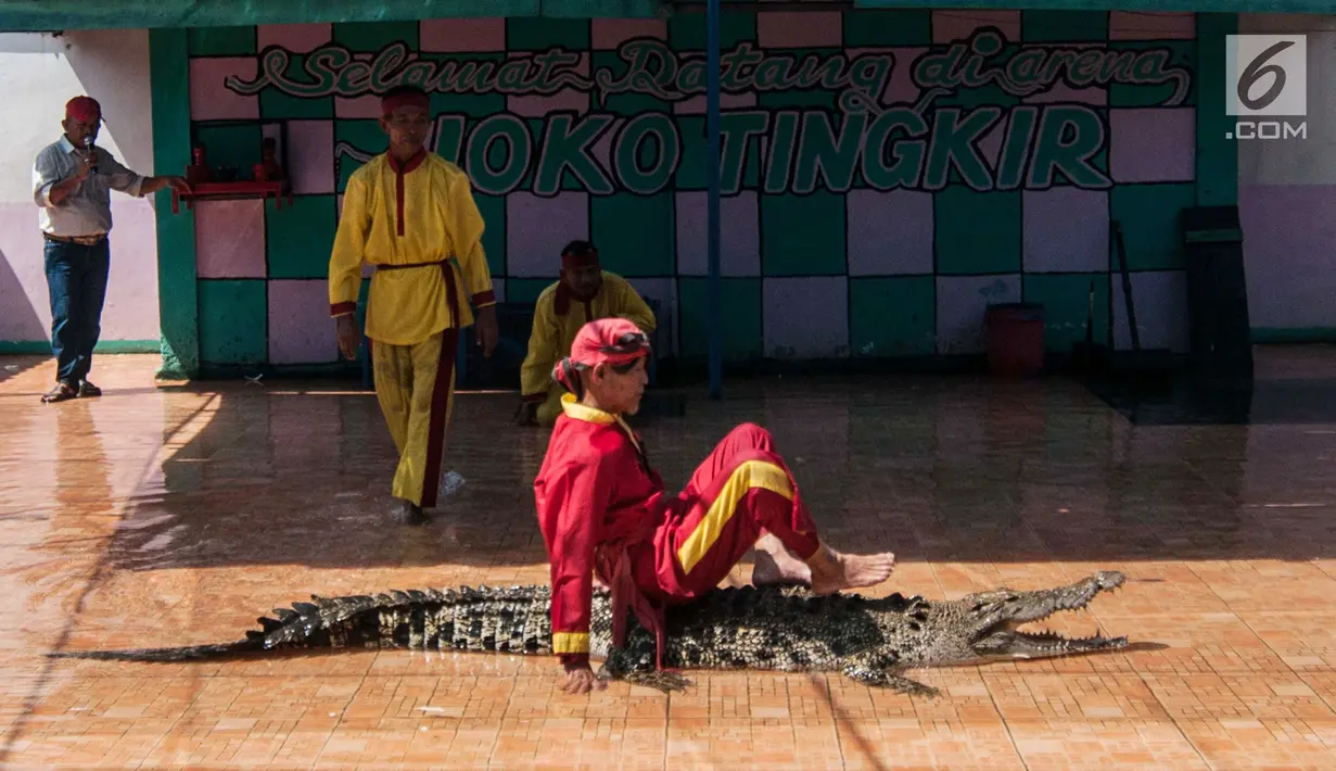 Seorang pawang duduk di atas buaya selama melakukan atraksi buaya di Taman Buaya Indonesia Jaya, kabupaten Bekasi, Rabu (28/6). Atraksi buaya ramai dikunjungi pada akhir pekan dengan harga tiket Rp 30 ribu per orang. (Liputan6.com/Gempur M Surya)