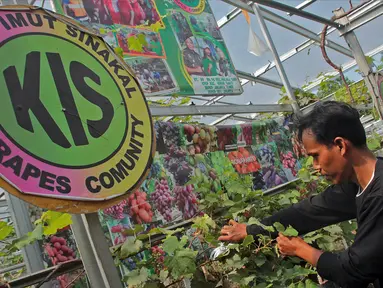Petani yang tergabung dalam Komunitas Anggur Kebun Imut Sinakal memeriksa buah anggur di Kebun Imut Sinakal, Malakasari, Duren Sawit, Jakarta, Kamis (25/2/2021). Kebun yang dikelola swadaya oleh Komunitas Anggur Jakarta itu membudidayakan 90 jenis anggur. (Liputan6.com/Herman Zakharia)