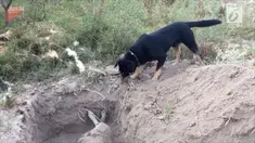 Seekor anjing mengungkap kesedihan dengan ikut membantu mengubur sahabatnya yang biasa menemaninya bermain.

