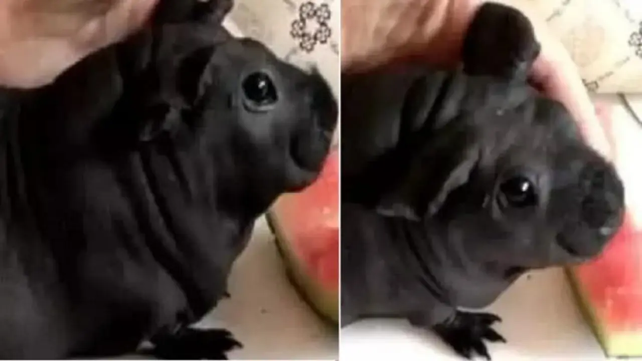 tikus raksasa dikira anak anjing (foto: weibo.cn/nextshark)