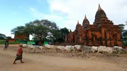Penggembala sapi dalam perjalanan pulang melintasi kota tua Bagan, distrik Nyaung U, Myanmar, 24 Juni 2018. Hingga kini bangunan-bangunan tua tersebut masih kokoh berdiri dan menjadi sajian wisata unggulan dari negara Myanmar. (AP Photo/Aung Shine Oo)