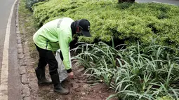 Petugas pertamanan membersihkan tanaman dan rumput yang rusak usai unjuk rasa massa Partai Hanura di depan Gedung KPU, Jakarta, Senin (21/1). Tanaman dan rumput di sekitar Gedung KPU rusak akibat terinjak-injak pengunjuk rasa. (Liputan6.com/Faizal Fanani)