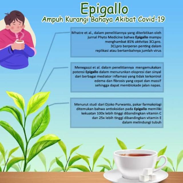 Mengenal Epigallo, Kandungan Teh Hijau yang Bermanfaat untuk Kesehatan