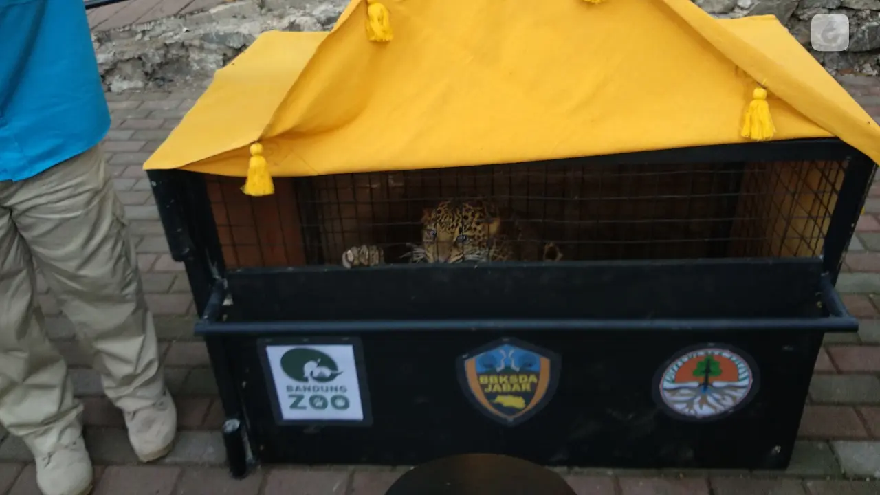 macan tutul