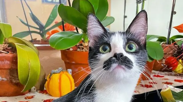 Punya Kumis Seperti Manusia, Kucing Ini Bikin Gemas Warganet