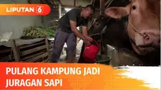 Reko Erwanto dulunya bekerja sebagai seorang karyawan swasta, di perusahaan konstruksi baja. Namun, saat pandemi Covid-19 menghantam, dia memutuskan pulang kampung karena nasib pekerjaan yang tak pasti. Beternak sapi jadi pilihannya.