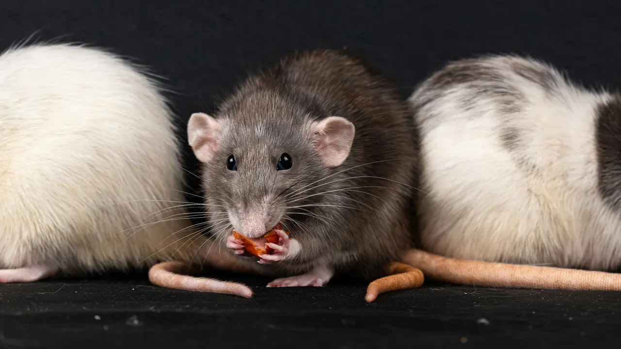 Tikus