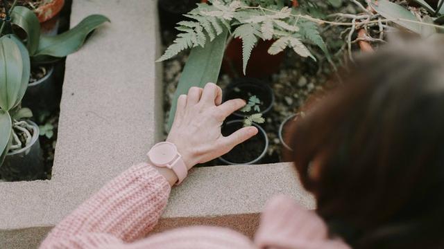 The Sheep's Ideal Living Environment