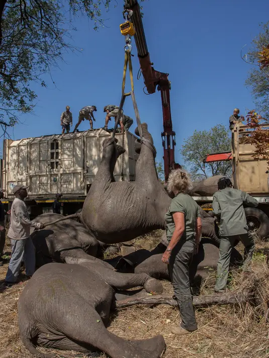 Petugas Taman Afrika mengangkat gajah dengan menggunakan alat berat di Majete Game Reserve, Malawi selatan (14/7). Pemindahan gajah ini dilakukan untuk meningkatkan populasi hewan tersebut. (AFP Photo/Amos Gumulira)