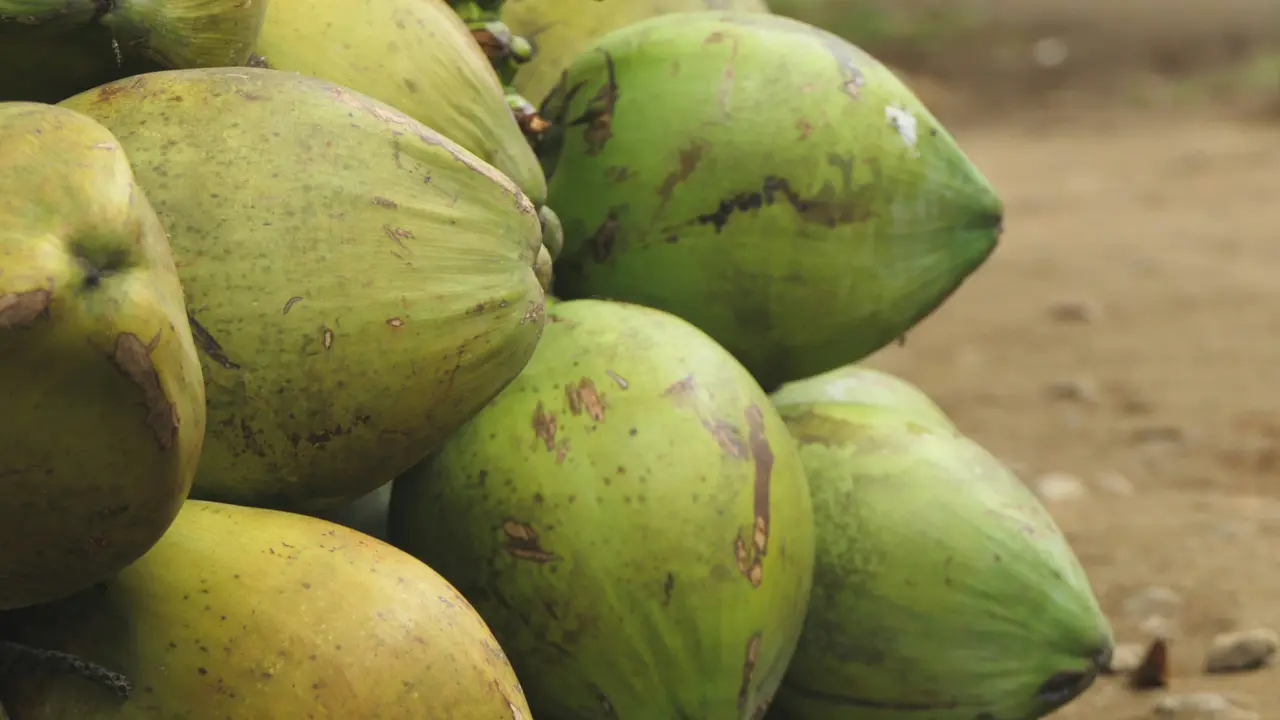 Trik Memilih Kelapa Muda yang Airnya Manis/Photo by Utsman Media on Unsplash