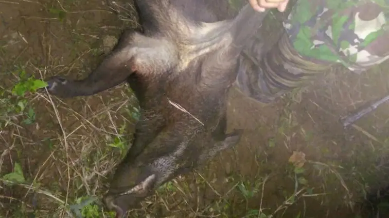 Serangan babi hutan