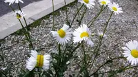 Bunga daisy mutan ditemukan di sekitar reaktor nuklir Fukushima yang luruh (Twitter/@san_kaido)