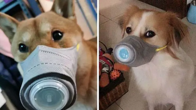 Anjing Pakai Masker di China