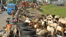 Sejumlah kambing dipinggirkan saat penertiban gubuk liar disepanjang Jalan Inspeksi Kanal Banjir Barat (KBB), Rabu (13/7). Penertiban dilakukan lantaran gubuk liar itu berdiri di bahu jalan dan mengganggu ketertiban umum. (Liputan6.com/Gempur M Surya)