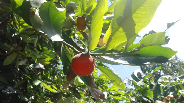 Buah Merah. (Liputan6.com/ https://disparbud.gresikkab.go.id/)