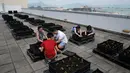 Para pekerja menanam sayur dan buah di sebuah kebun yang berada di atap gedung industri di Hong Kong, 23 September 2017. Mereka beralasan ingin mendapat asupan buah dan sayur yang aman dari pestisida. (AP Photo/Kin Cheung)