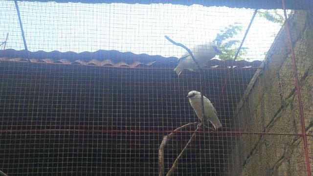 Pejantan Cemburuan Persulit Upaya Penangkaran Jalak Bali